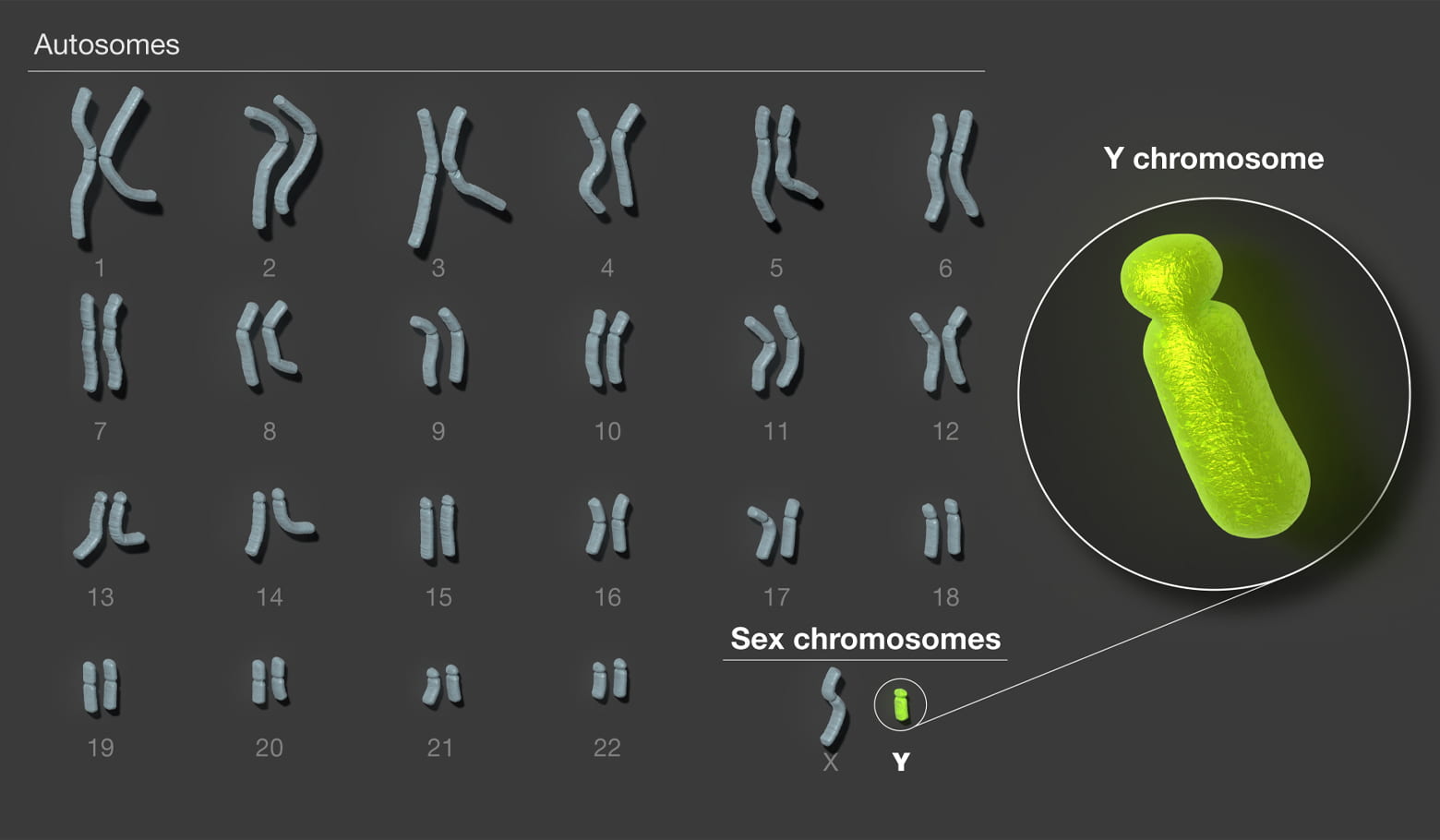 All of the human chromosomes as they appear in the body