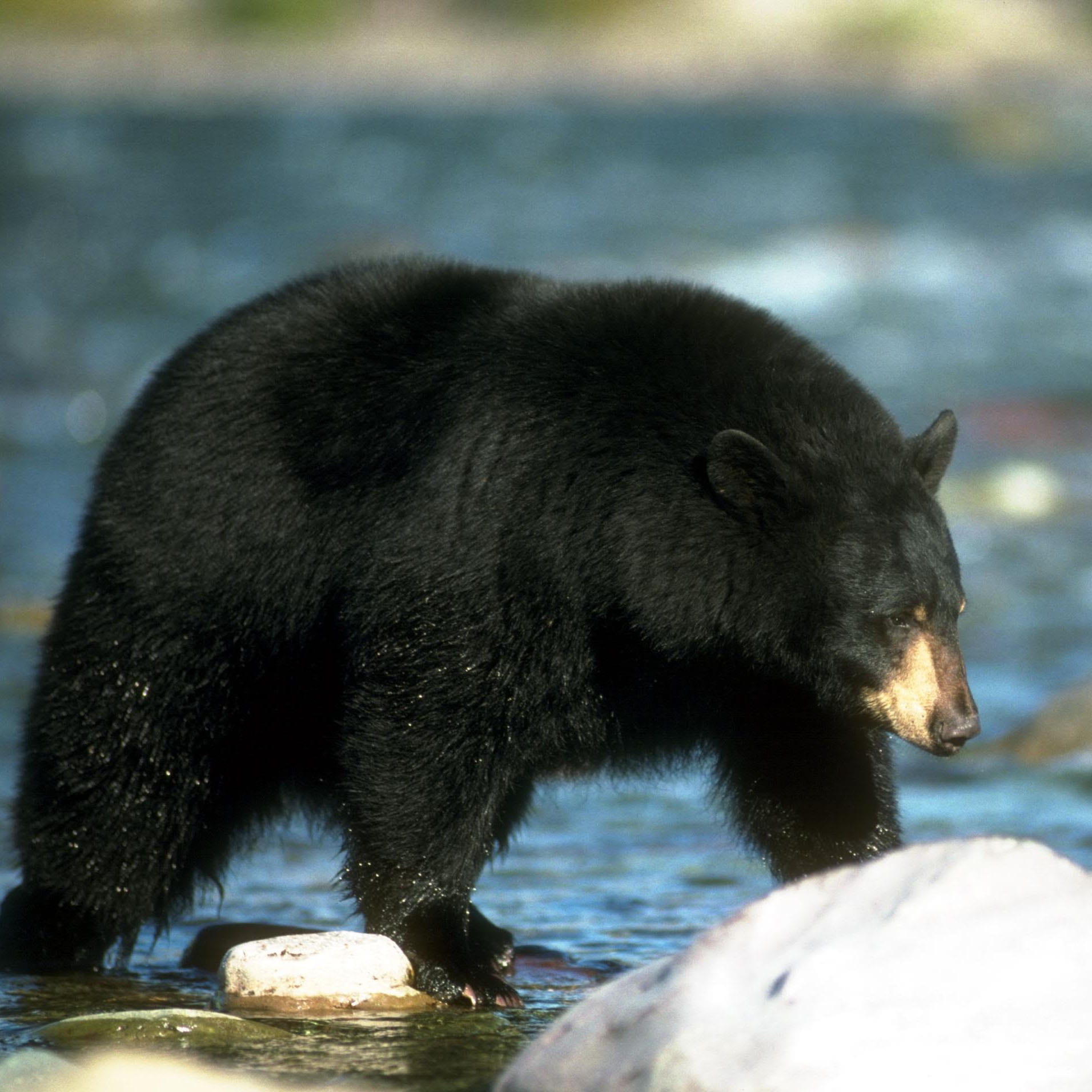 Black bear next to river. Credit: California Dept. of Fish and Wildlife