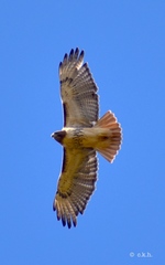 Red-tailed Hawk - Photo (c) Craig K. Hunt, some rights reserved (CC BY-NC), uploaded by Craig K. Hunt