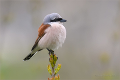 Red-backed Shrike - Photo (c) Анна Голубева, some rights reserved (CC BY-NC-ND), uploaded by Анна Голубева