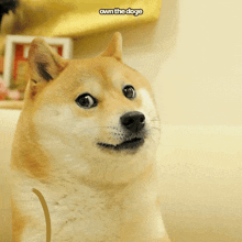 a dog wearing sunglasses has the words own the doge above it