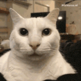 a white cat is looking at the camera with pixverse.ai written on the bottom