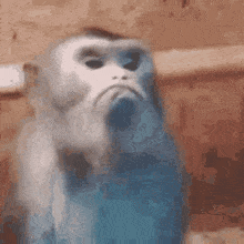 a blurry picture of a monkey with a sad face