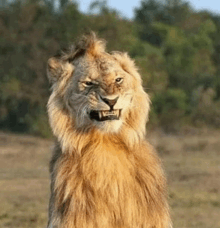 a lion with a very long mane looks at the camera with its mouth open