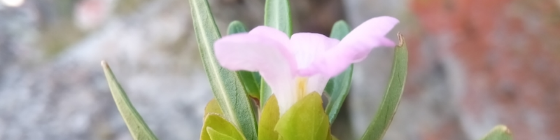 Plants from Madagascar protected area