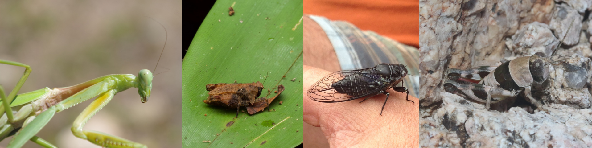 Collection of newly described species including cicada, mantis, and grasshopper