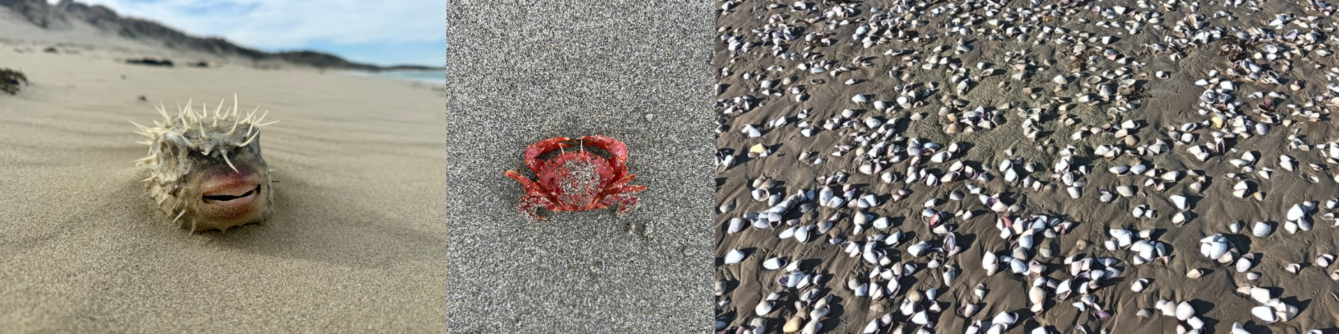 A globefish, crab, and tiny clams