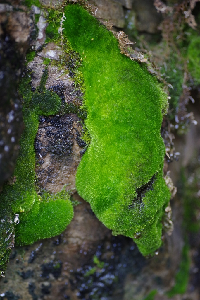 Porsild's Bryum - Photo (c) Michael Rudy, all rights reserved, uploaded by Michael Rudy
