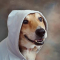 Fang-